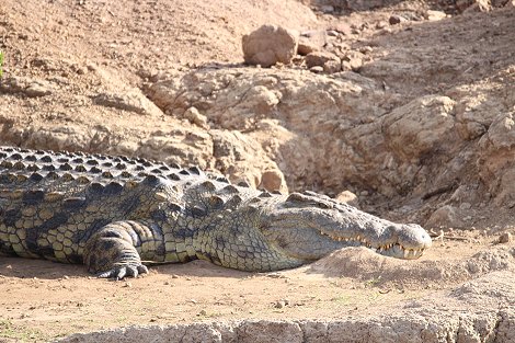 Nilkrokodil im Mara River