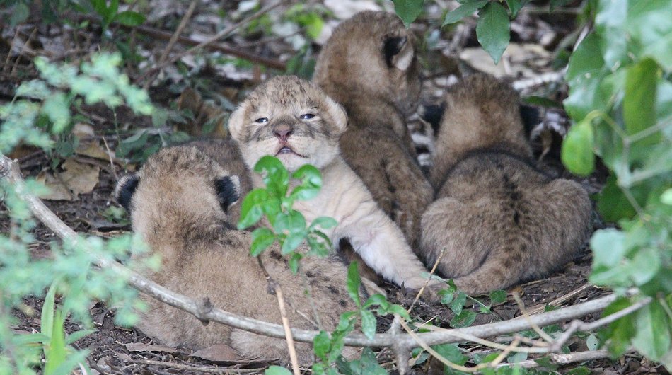 wenige Tage alte Löwen Babys, Masai Mara
