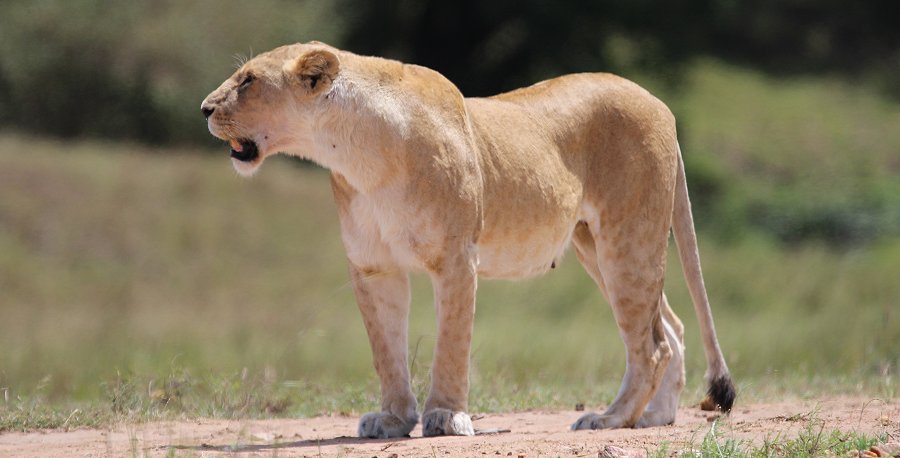 Löwen jagen Gnus, Enkuyanai Pride