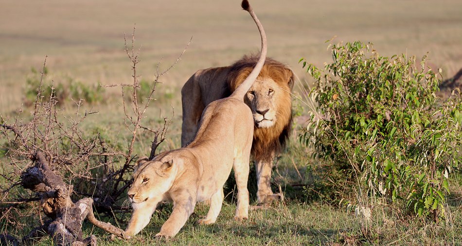 enkuyanai_pride