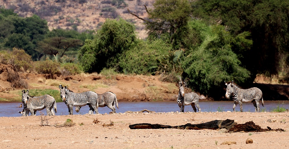 Grevyzebras am Ufer des Ewaso Ngiro