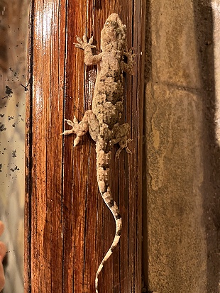 Hausgecko im Amboseli Bush Camp