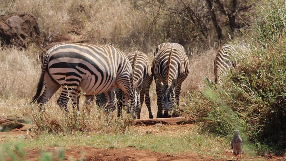 Zebras am Wasserloch, Amboseli Bush Camp