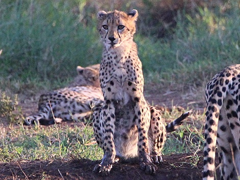 Geparden im Lumo Conservancy