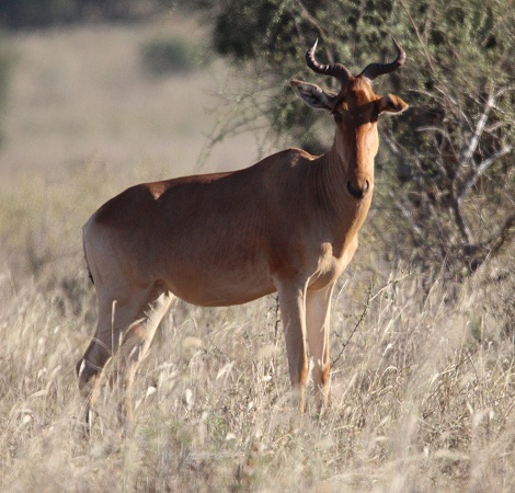 Kongoni im Lumo Conservancy