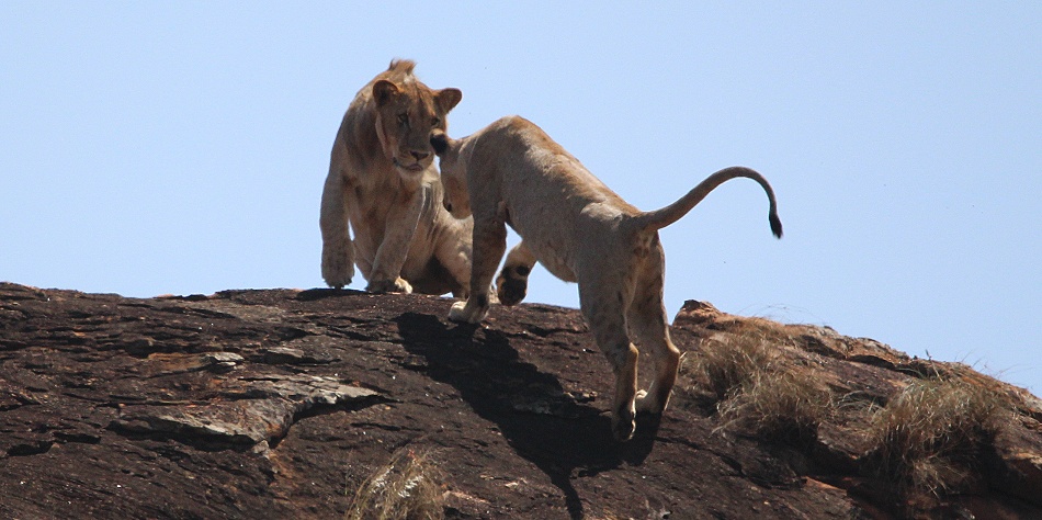 Löwen auf dem Lions Rock, Lumo Conservancy