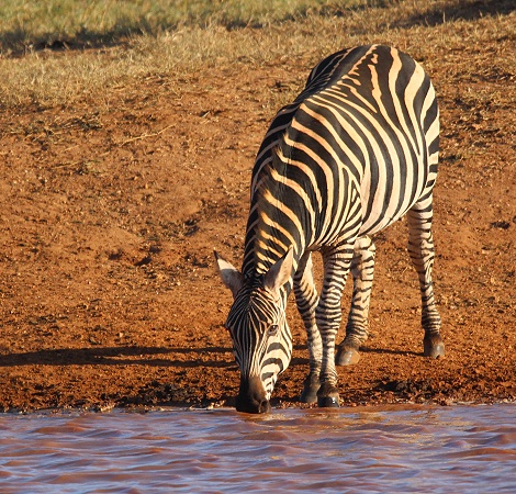 Zebra