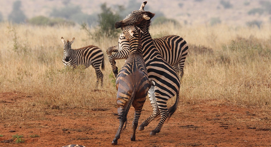 Kämpfende Zebras im Lumo Conservancy
