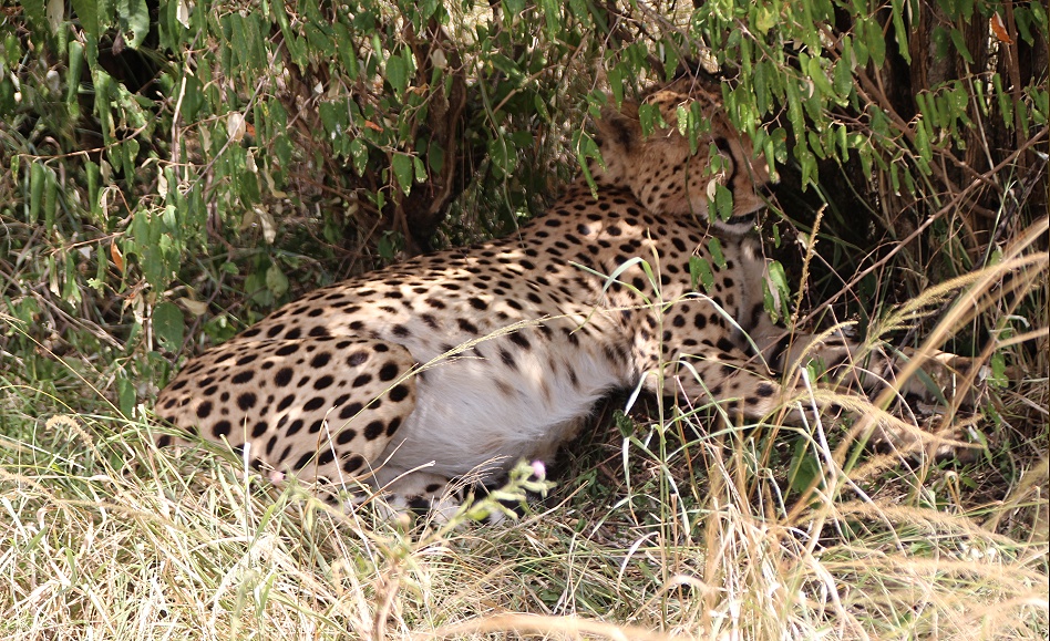 Gepard