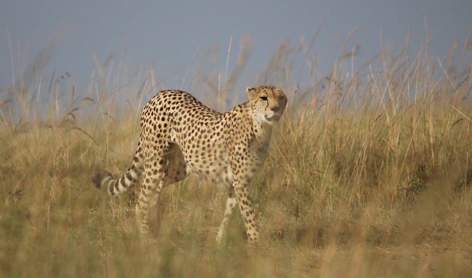 jagende Gepardin