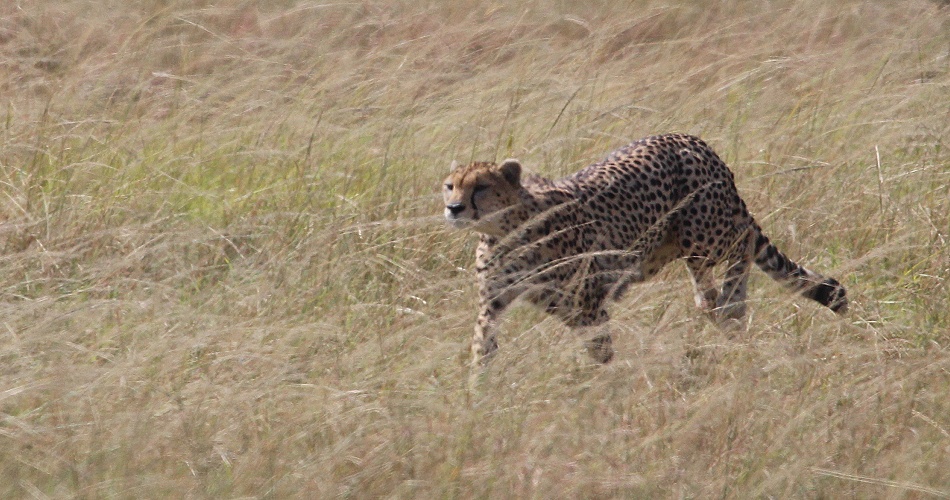 jagende Gepardin