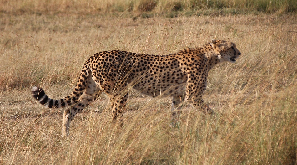 jagende Gepardin