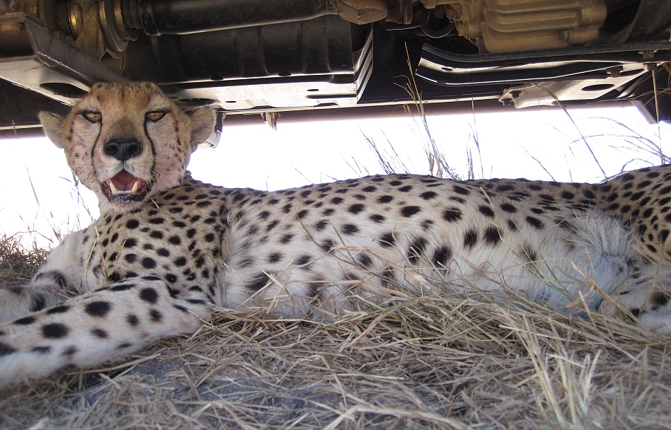Gepard im Schatten des Land Cruiser
