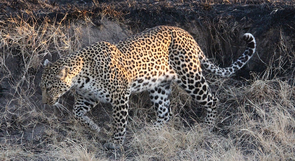 Luluka, Leopard