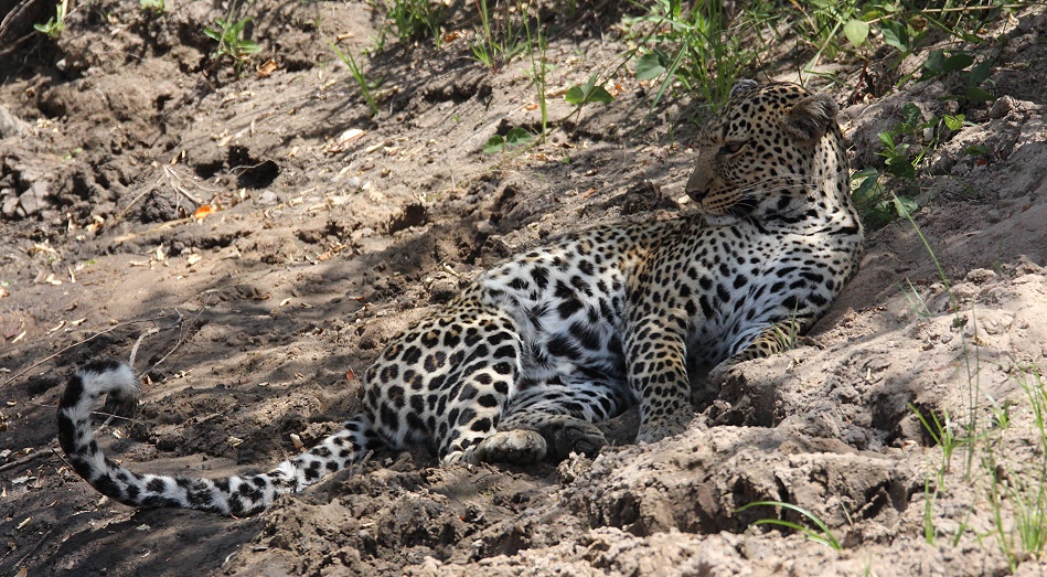 Luluka, Leopardin in der Masai Mara