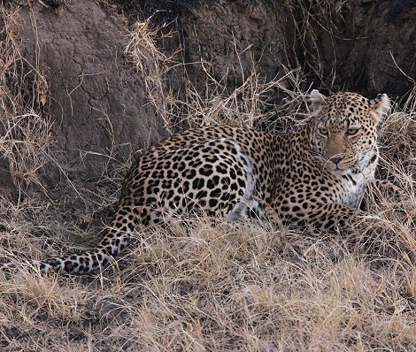 Luluka, Leopard