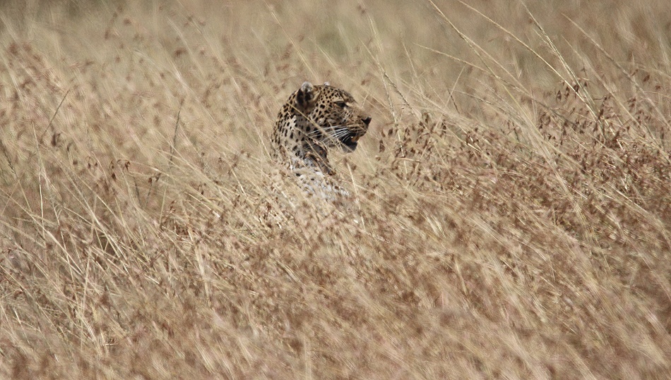 Leopard, Luluka auf der Jagd