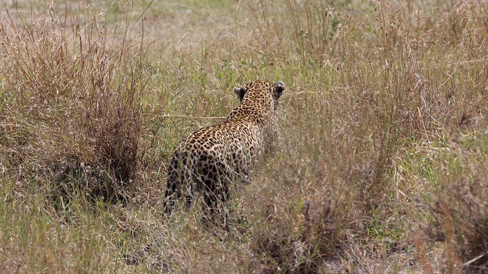 Leopard, Luluka auf der Jagd