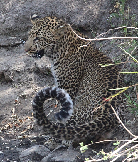 Olomunyak, Sohn von Luluka - Leoparden masai Mara
