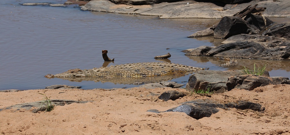 Nilkrokodil im Ntiakatek Fluss, Masai Mara