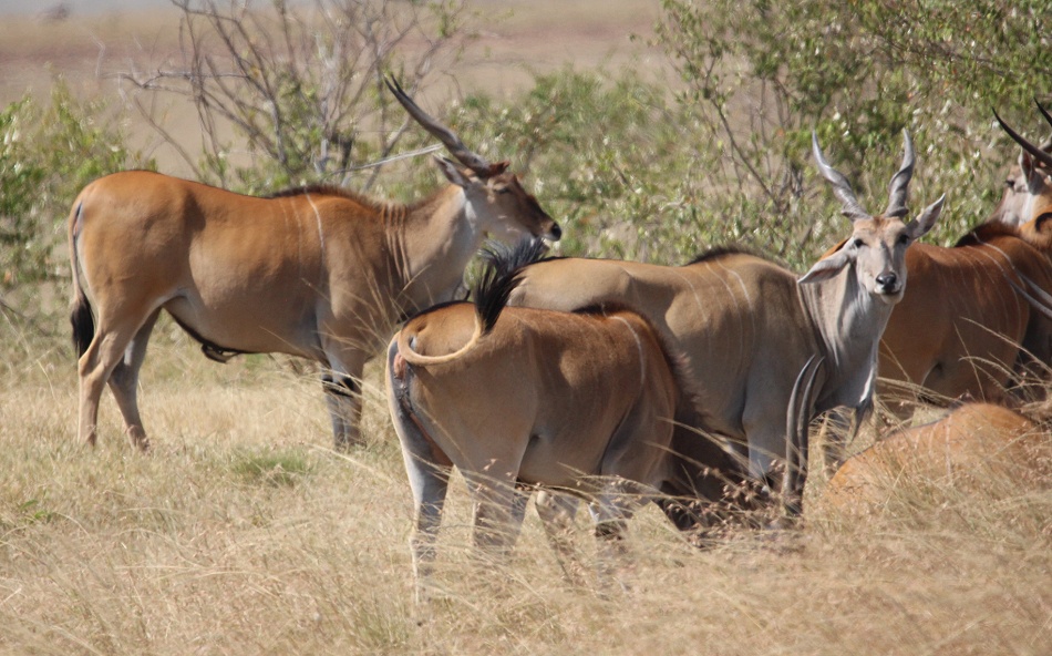 Eland Antilopen