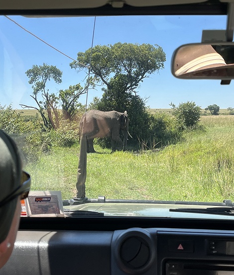 Pirschfahrt durch die Masai Mara