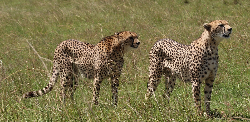 Geparden Mannchen und Weibchen treffen sich, Masai Mara, Oloti + Nora