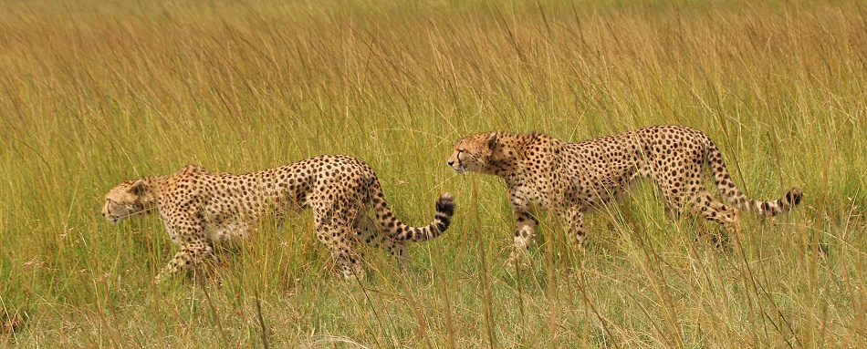 Geparden Mannchen und Weibchen treffen sich, Masai Mara, Oloti + Nora