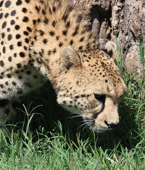Geparden Männchen in der Masai Mara, Oloti
