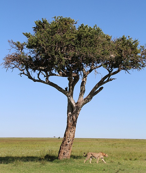 Geparden Männchen in der Masai Mara, Oloti