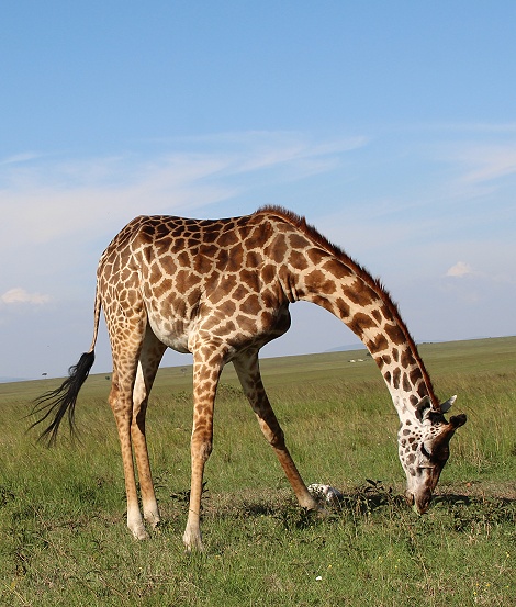 Masai Giraffen in der Mara
