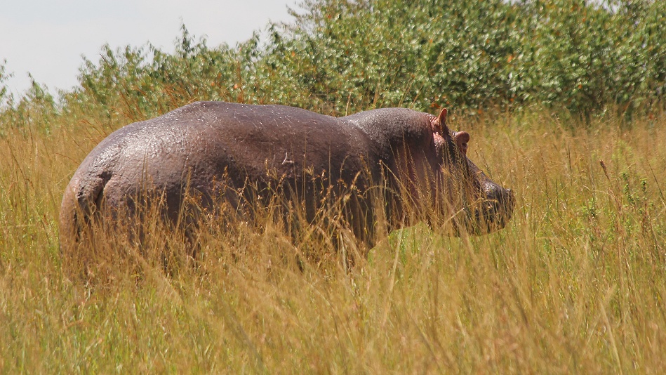 Flusspferd in der Masai Mara