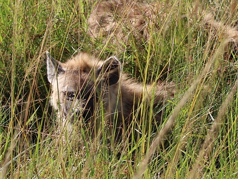 Tüpfelhyänen in der Masai Mara