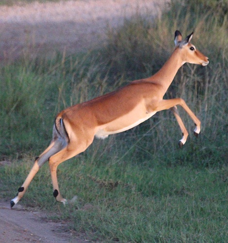 Impala