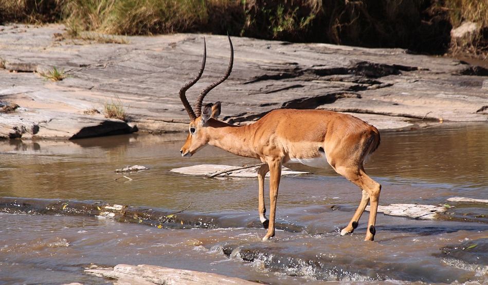 Impala überquert den Ol Are orok Fluss