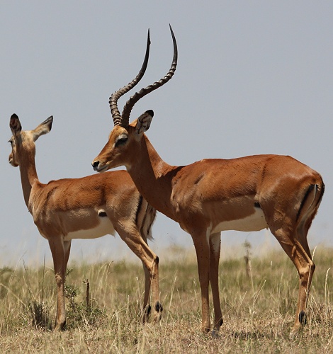 Impalas, Männchen und Weibchen