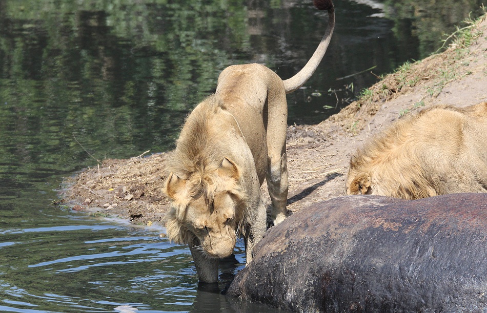 Rongai Löwen fressen am Flusspferd Kadaver