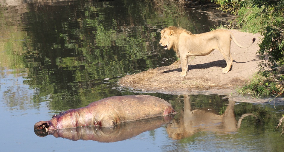 Rongai Löwen fressen am Flusspferd Kadaver