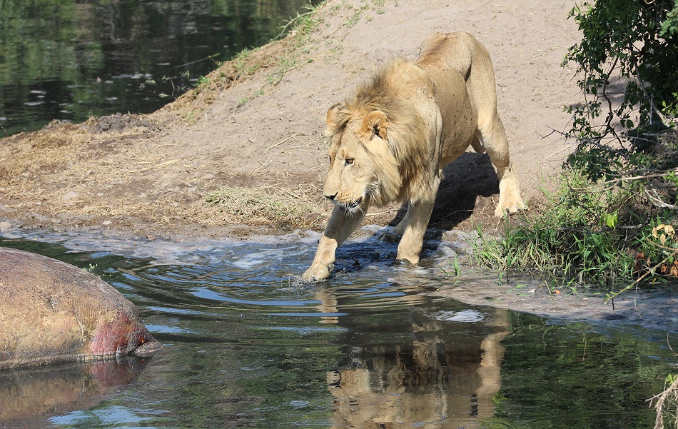 Rongai Löwen fressen am Flusspferd Kadaver