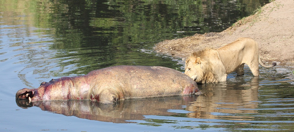 Rongai Löwen fressen am Flusspferd Kadaver