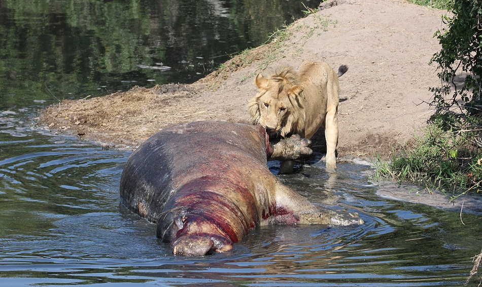 Rongai Löwen fressen am Flusspferd Kadaver