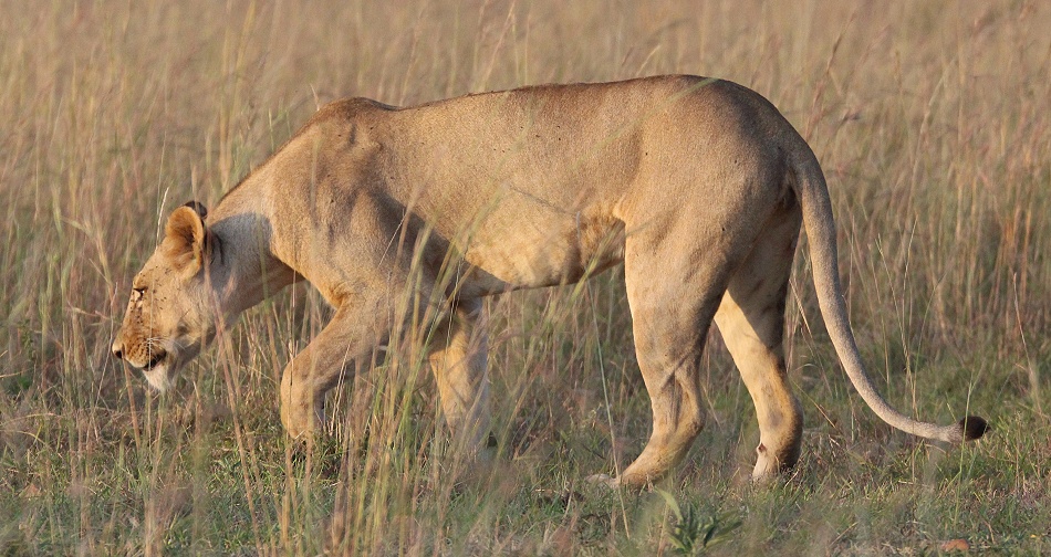 Löwen nach Kampf mit Hyäenen, Masai Mara