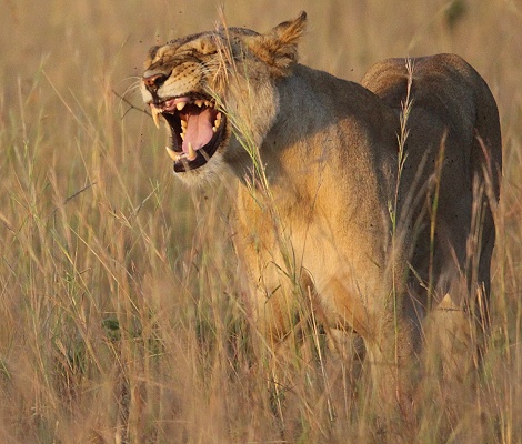 Löwen nach Kampf mit Hyäenen, Masai Mara