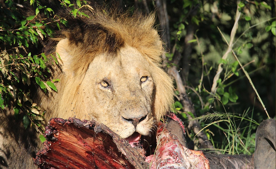 Topi Löwenrudel Männchen, Masai Mara