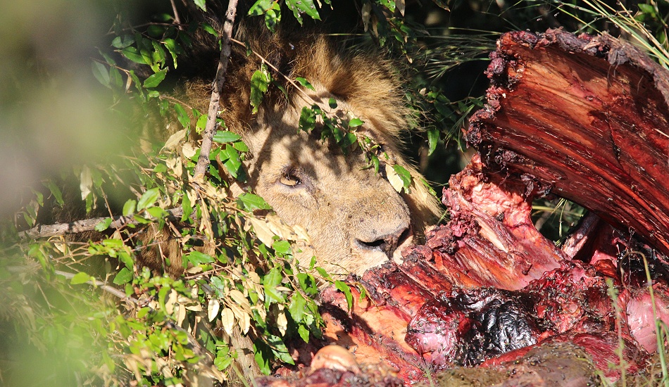 Topi Löwenrudel Männchen, Masai Mara