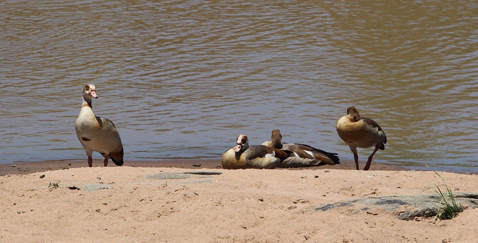 Nilgänse am Ntiakatek Fluss, Masai Mara