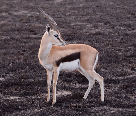 Thomson Gazelle, Bock