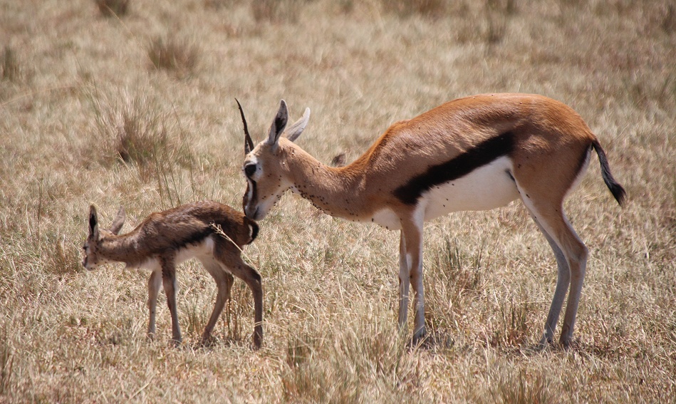 Thomson Gazelle mit Kitz
