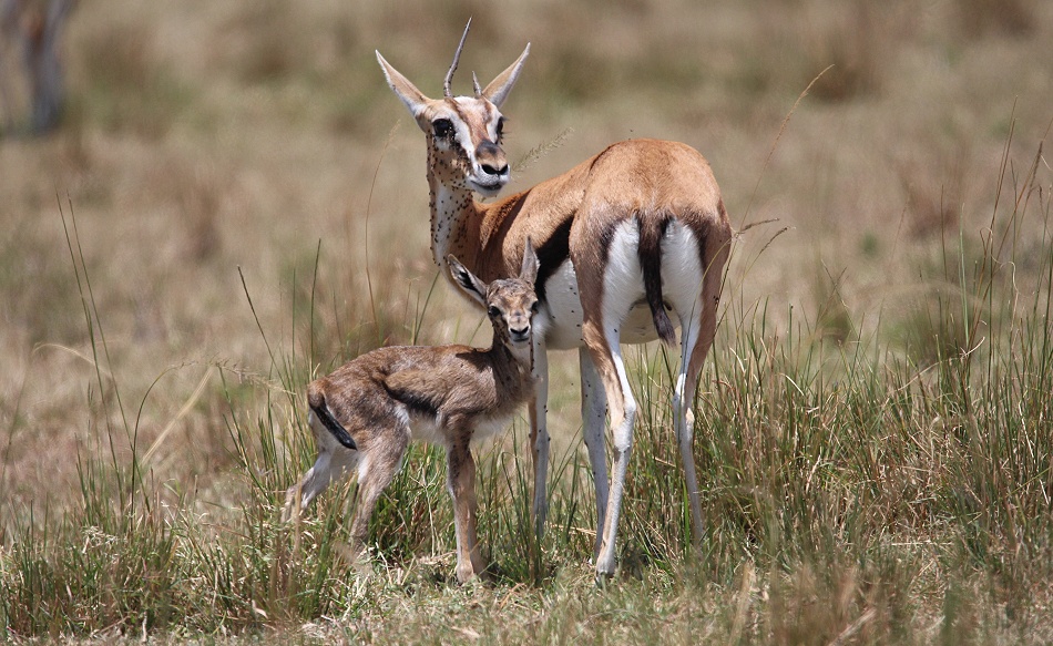 Thomson Gazelle mit Kitz