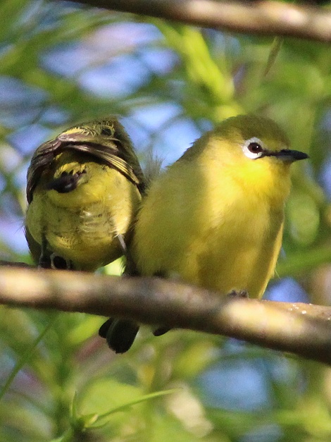 Kenia-Brillenvögel (Zosterops flavilateralis)